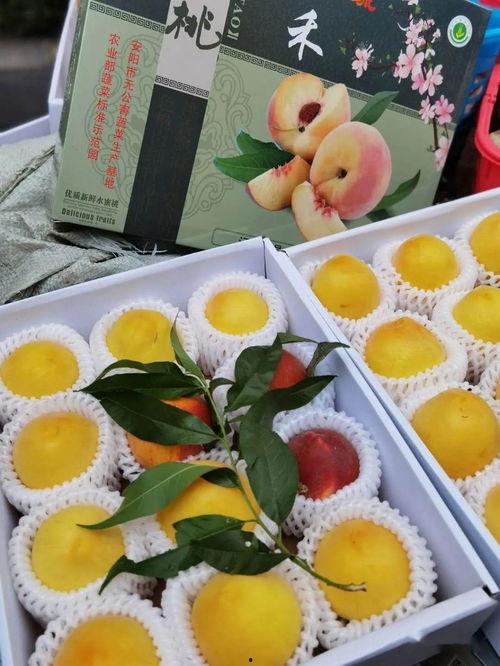 娱乐吃瓜模板怎么制作,揭秘明星背后的故事与幕后真相